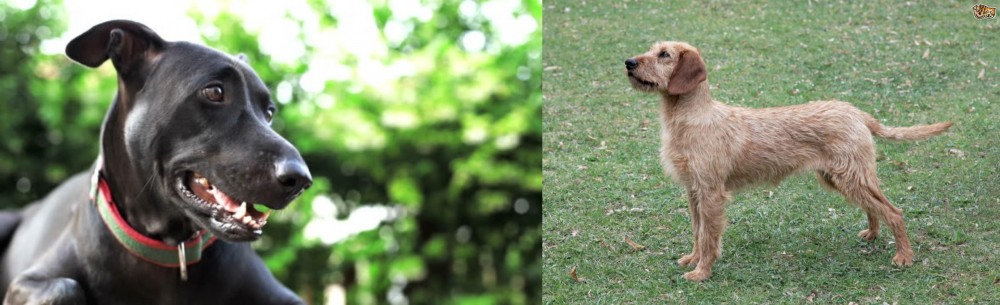 Styrian Coarse Haired Hound vs Shepard Labrador - Breed Comparison