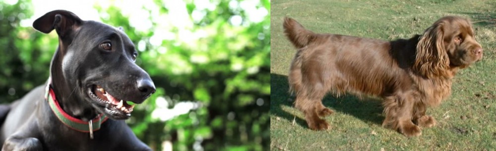 Sussex Spaniel vs Shepard Labrador - Breed Comparison