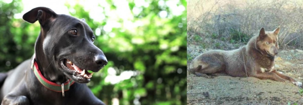 Tahltan Bear Dog vs Shepard Labrador - Breed Comparison