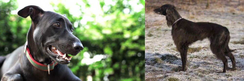 Taigan vs Shepard Labrador - Breed Comparison
