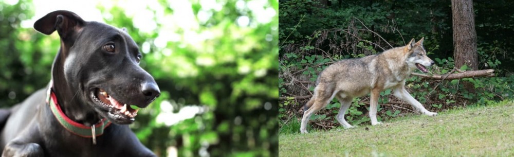 Tamaskan vs Shepard Labrador - Breed Comparison
