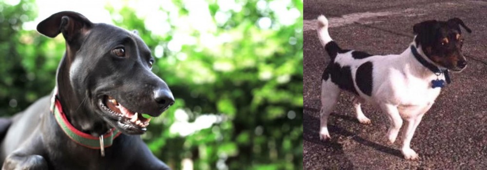 Teddy Roosevelt Terrier vs Shepard Labrador - Breed Comparison