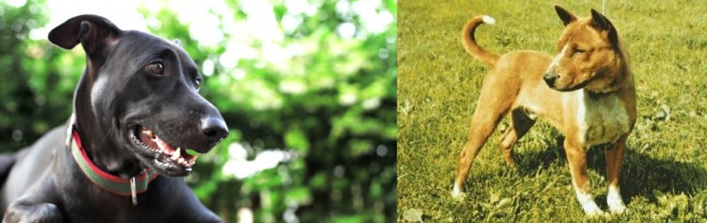 Telomian vs Shepard Labrador - Breed Comparison