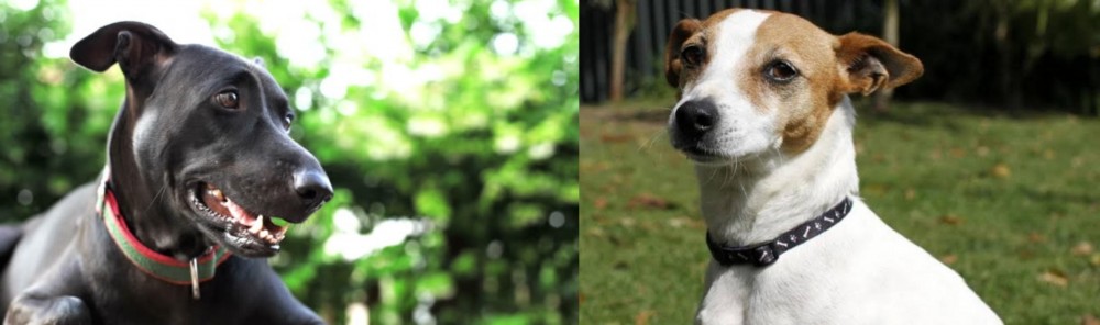 Tenterfield Terrier vs Shepard Labrador - Breed Comparison
