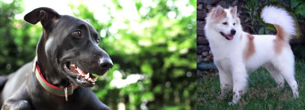 Thai Bangkaew vs Shepard Labrador - Breed Comparison