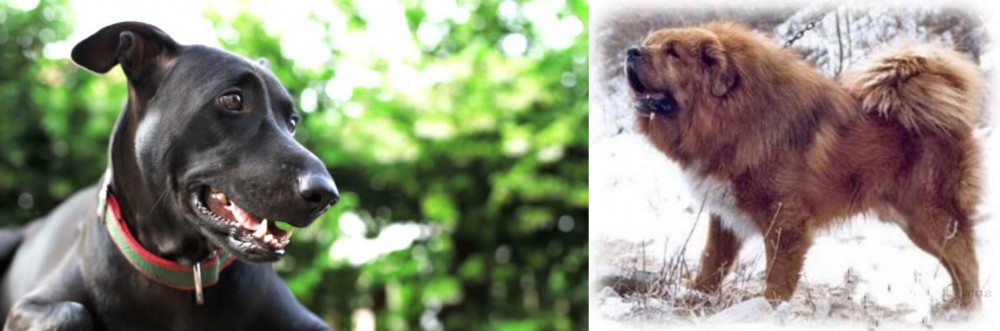 Tibetan Kyi Apso vs Shepard Labrador - Breed Comparison
