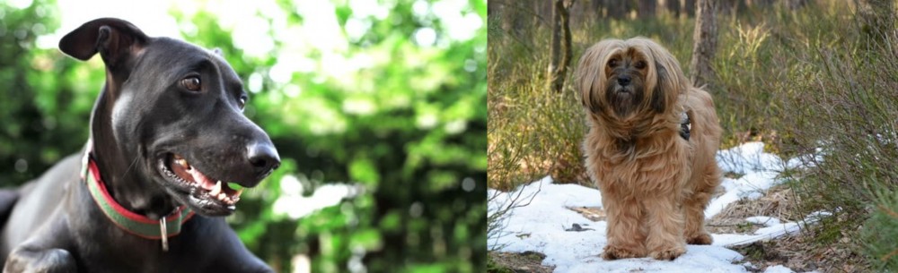 Tibetan Terrier vs Shepard Labrador - Breed Comparison