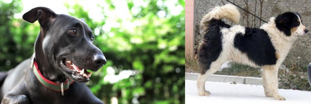 Tornjak vs Shepard Labrador - Breed Comparison