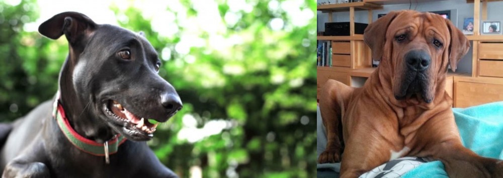 Tosa vs Shepard Labrador - Breed Comparison