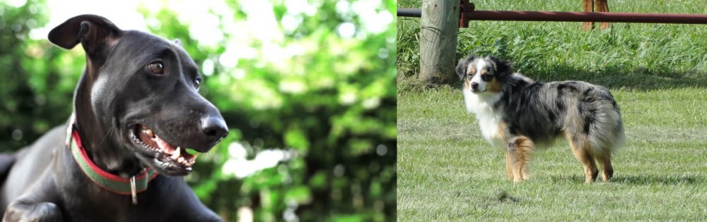 Toy Australian Shepherd vs Shepard Labrador - Breed Comparison