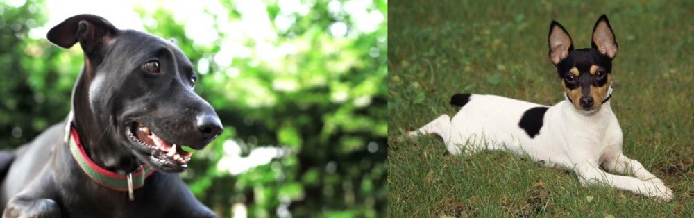 Toy Fox Terrier vs Shepard Labrador - Breed Comparison