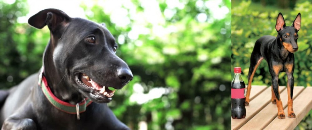 Toy Manchester Terrier vs Shepard Labrador - Breed Comparison