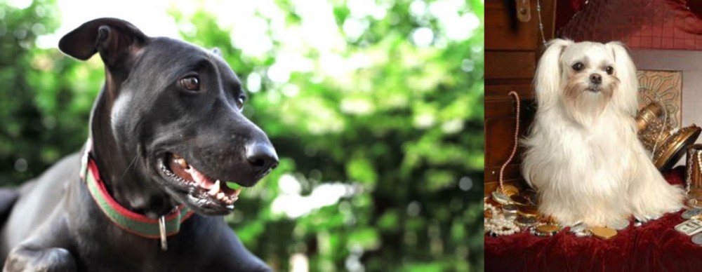 Toy Mi-Ki vs Shepard Labrador - Breed Comparison