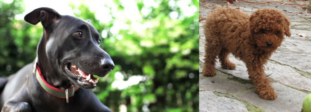 Toy Poodle vs Shepard Labrador - Breed Comparison