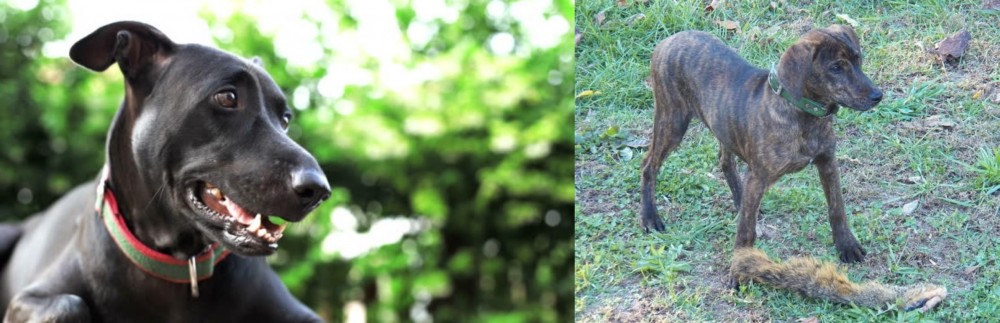 Treeing Cur vs Shepard Labrador - Breed Comparison