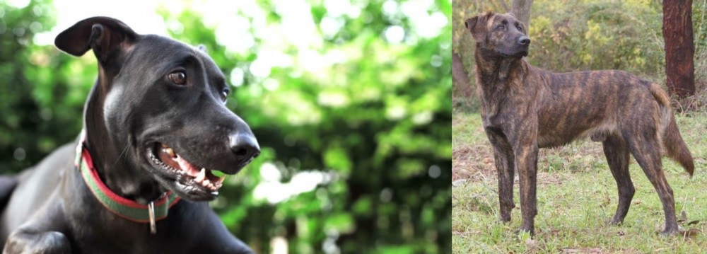 Treeing Tennessee Brindle vs Shepard Labrador - Breed Comparison