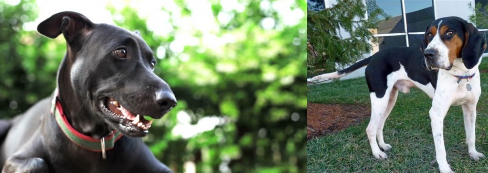 Treeing Walker Coonhound vs Shepard Labrador - Breed Comparison