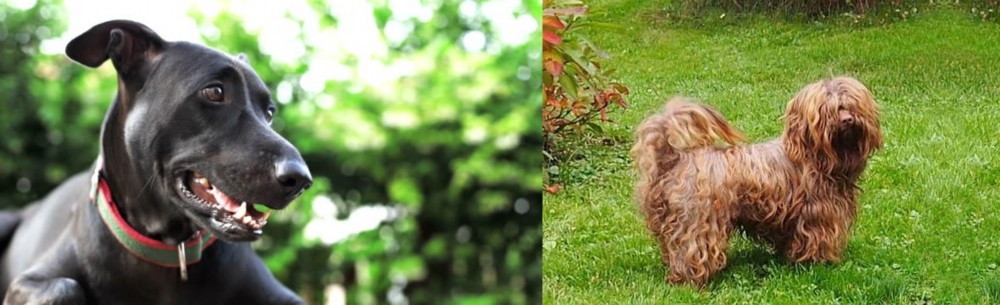 Tsvetnaya Bolonka vs Shepard Labrador - Breed Comparison