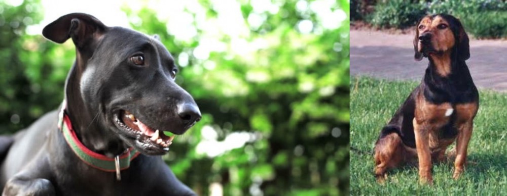 Tyrolean Hound vs Shepard Labrador - Breed Comparison