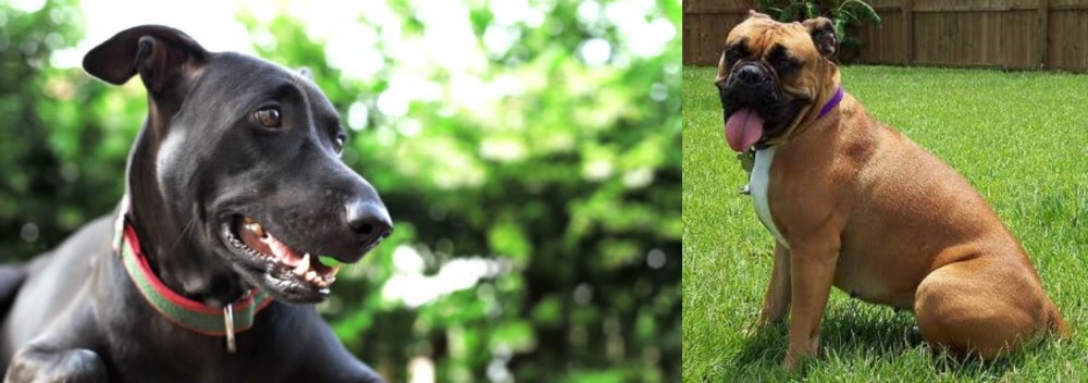 Valley Bulldog vs Shepard Labrador - Breed Comparison