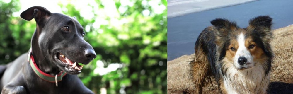 Welsh Sheepdog vs Shepard Labrador - Breed Comparison