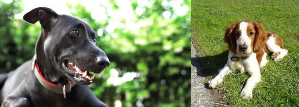 Welsh Springer Spaniel vs Shepard Labrador - Breed Comparison