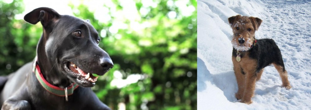 Welsh Terrier vs Shepard Labrador - Breed Comparison