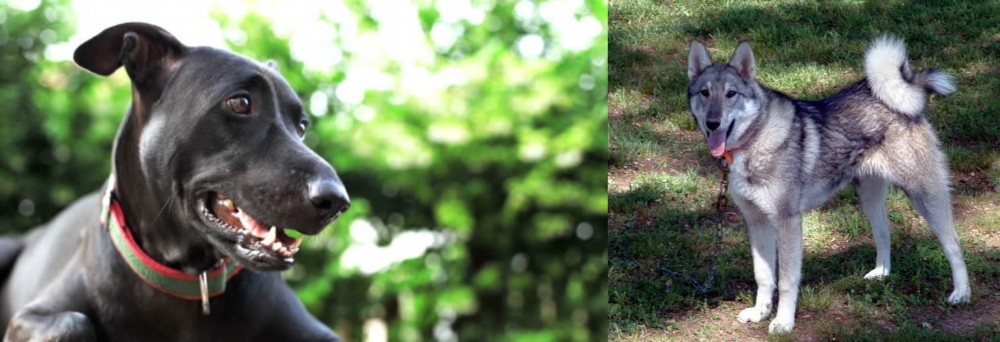West Siberian Laika vs Shepard Labrador - Breed Comparison