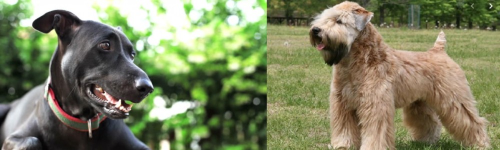 Wheaten Terrier vs Shepard Labrador - Breed Comparison