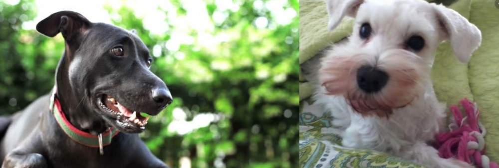 White Schnauzer vs Shepard Labrador - Breed Comparison
