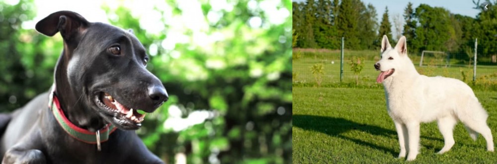 White Shepherd vs Shepard Labrador - Breed Comparison