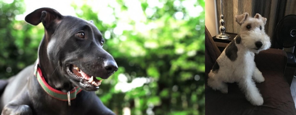Wire Haired Fox Terrier vs Shepard Labrador - Breed Comparison