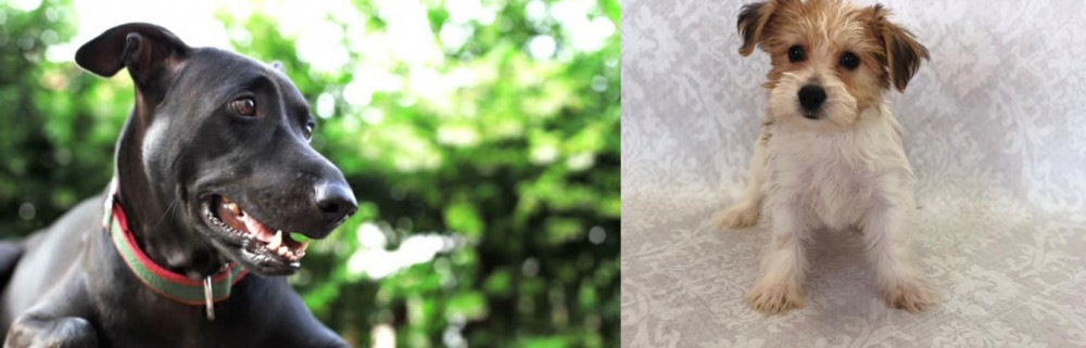 Yochon vs Shepard Labrador - Breed Comparison