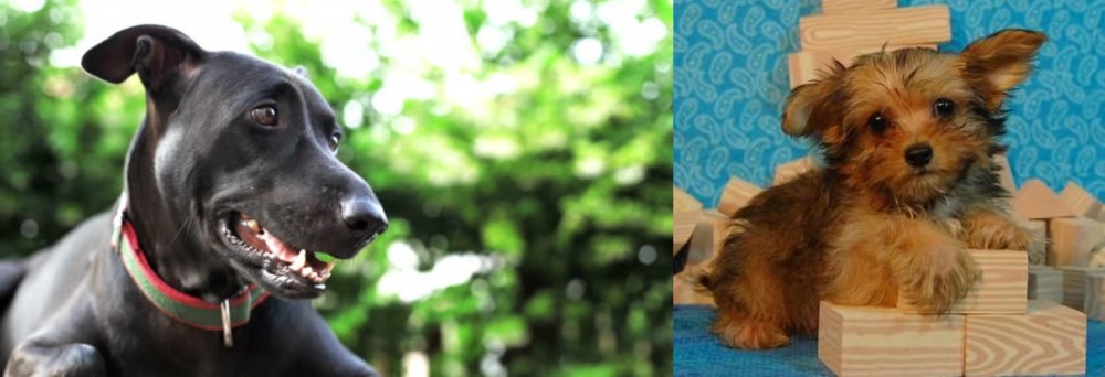 Yorkillon vs Shepard Labrador - Breed Comparison