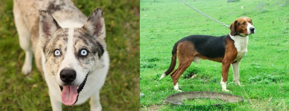Serbian Tricolour Hound vs Shepherd Husky - Breed Comparison