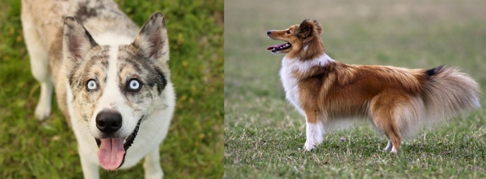 Shetland Sheepdog vs Shepherd Husky - Breed Comparison
