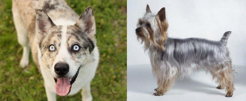 Silky Terrier vs Shepherd Husky - Breed Comparison