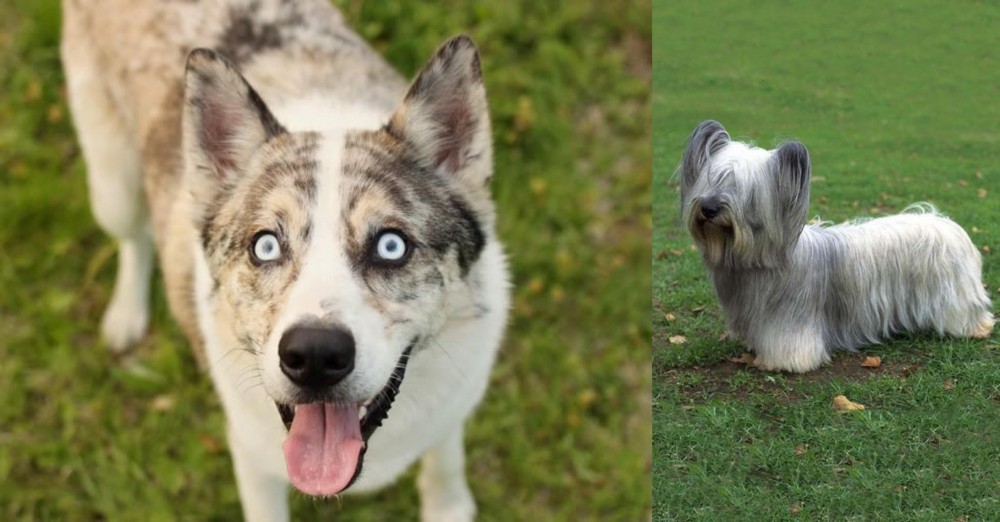Skye Terrier vs Shepherd Husky - Breed Comparison