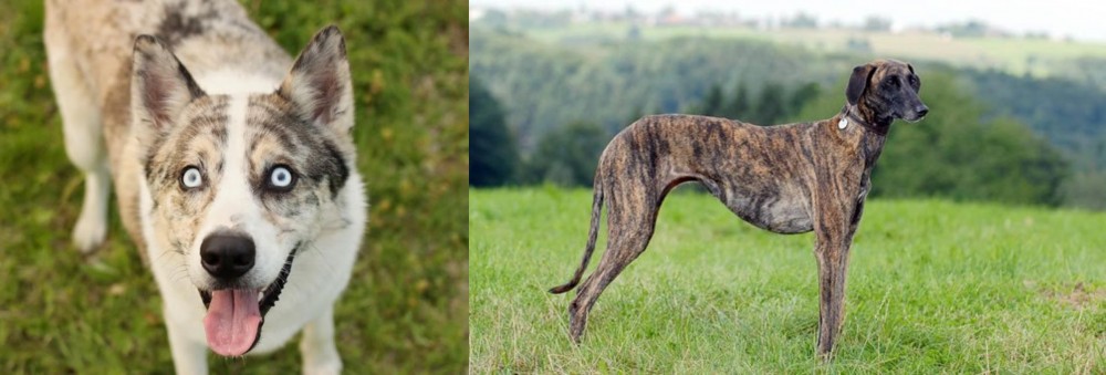 Sloughi vs Shepherd Husky - Breed Comparison