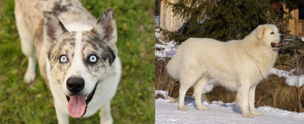 Slovak Cuvac vs Shepherd Husky - Breed Comparison