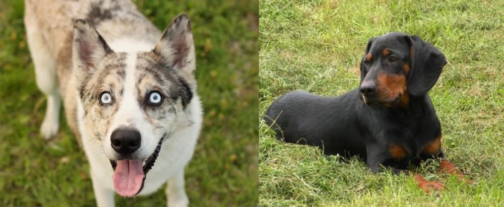 Slovakian Hound vs Shepherd Husky - Breed Comparison