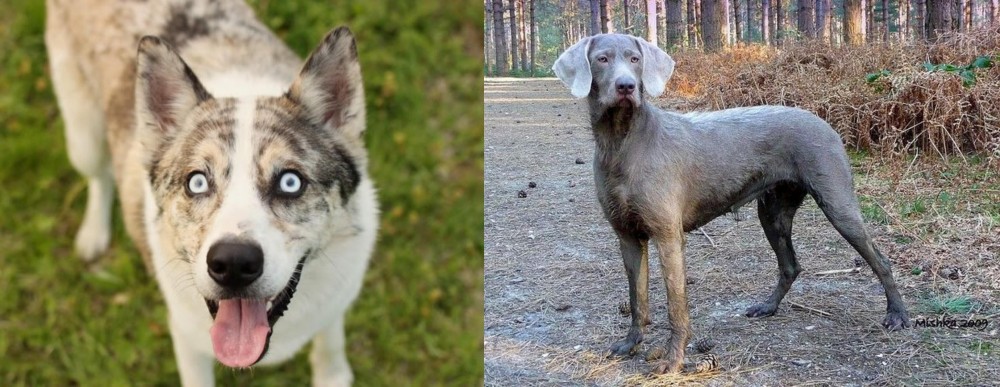 Slovensky Hrubosrsty Stavac vs Shepherd Husky - Breed Comparison