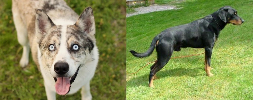 Smalandsstovare vs Shepherd Husky - Breed Comparison