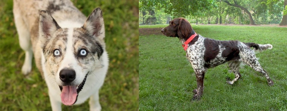 Small Munsterlander vs Shepherd Husky - Breed Comparison