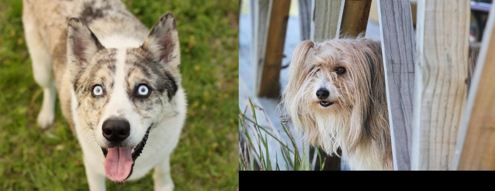 Smithfield vs Shepherd Husky - Breed Comparison