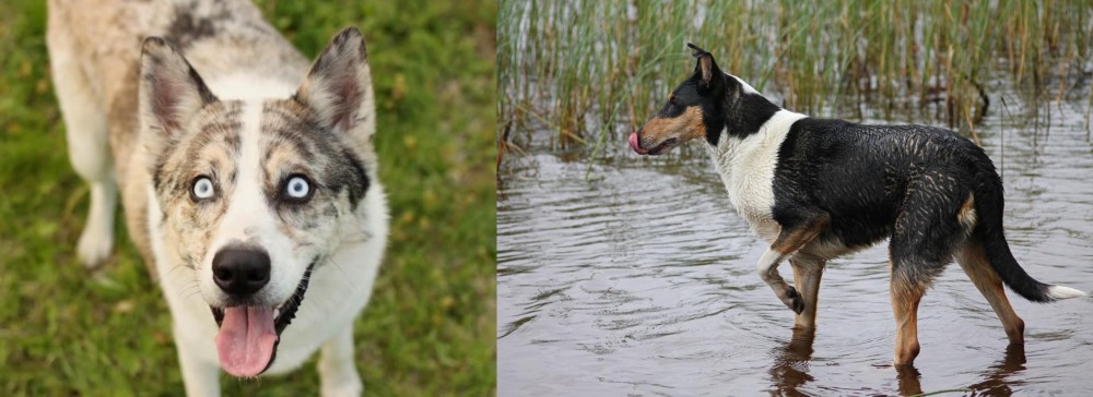 Smooth Collie vs Shepherd Husky - Breed Comparison