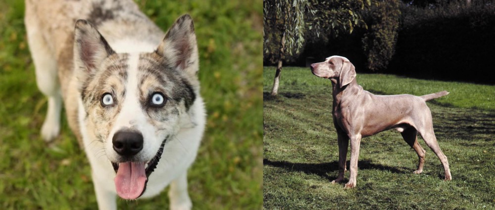 Smooth Haired Weimaraner vs Shepherd Husky - Breed Comparison
