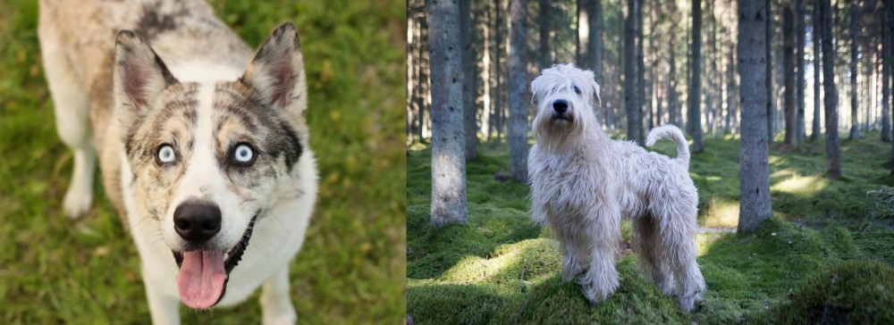 Soft-Coated Wheaten Terrier vs Shepherd Husky - Breed Comparison