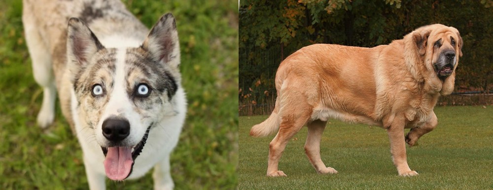 Spanish Mastiff vs Shepherd Husky - Breed Comparison