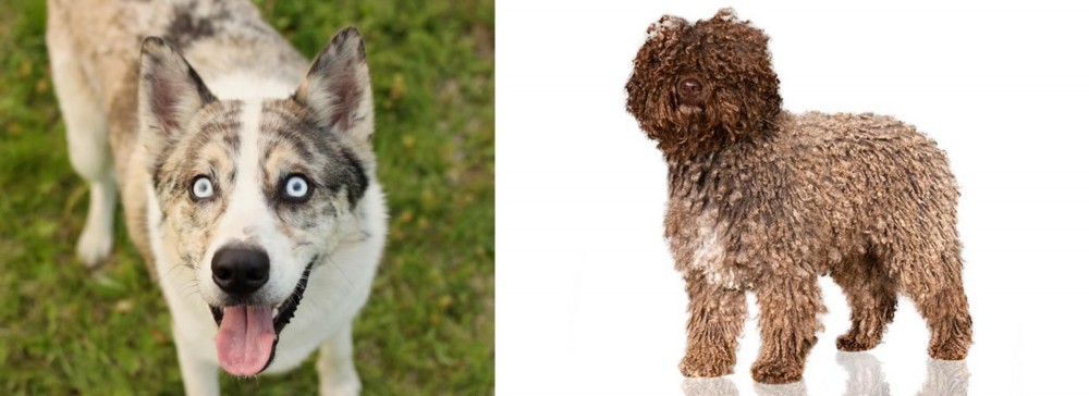 Spanish Water Dog vs Shepherd Husky - Breed Comparison